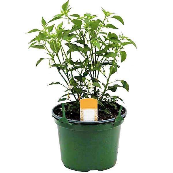 Hot Chili Plant - www.FOP.ae Buy online Best and Healthy Plants and quality products guarantee in Dubai Plants Shop in Dubai Abu Dhabi all over UAE Plants near me Fresh Plants in Dubai where to buy plants in UAE - FOP.ae