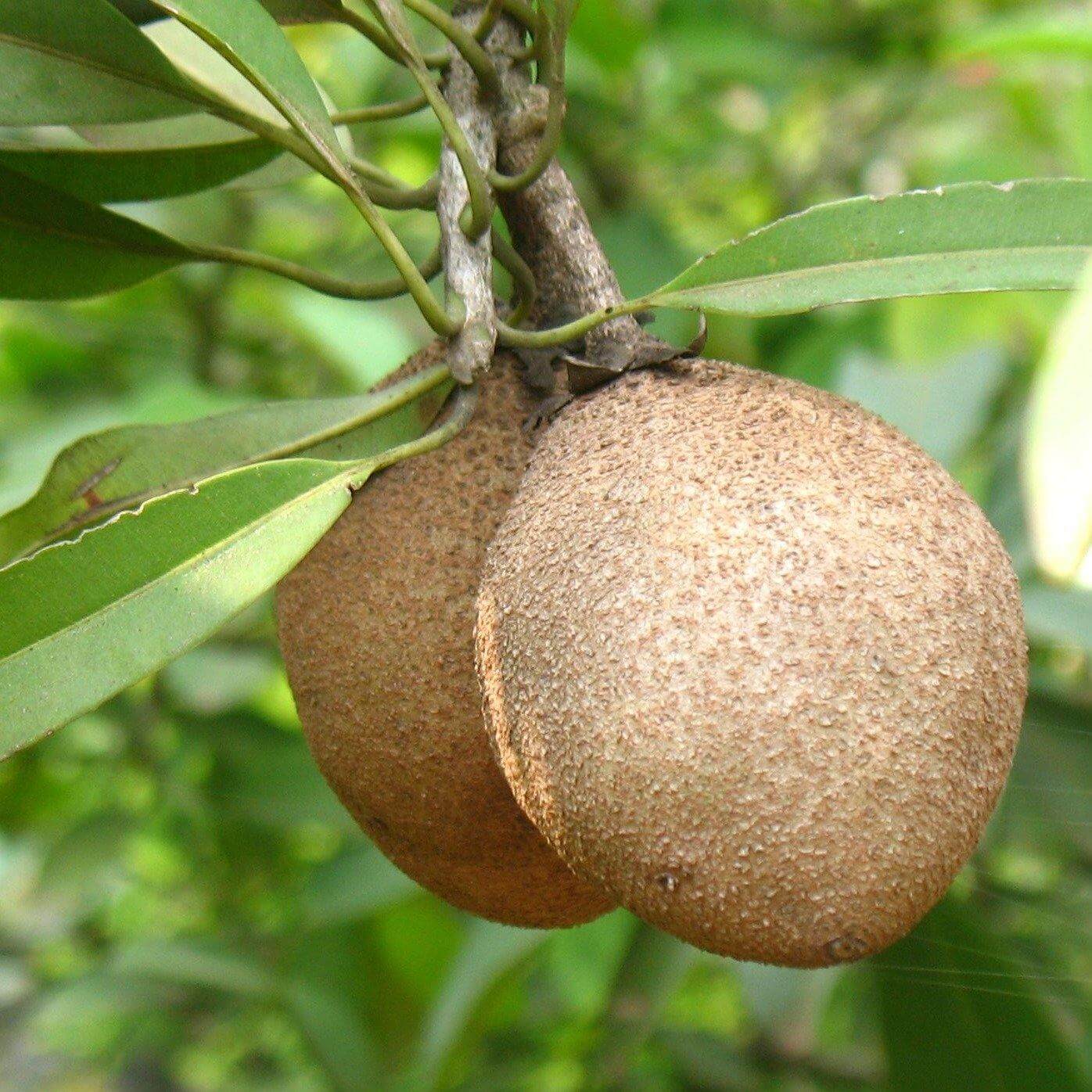 Chicko Tree, Manilkara Zapota - www.FOP.ae Buy online Best and Healthy Plants and quality products guarantee in Dubai Plants Shop in Dubai Abu Dhabi all over UAE Plants near me Fresh Plants in Dubai where to buy plants in UAE - FOP.ae