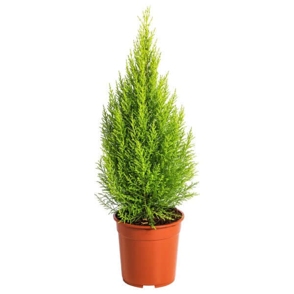 Goldcrest Wilma, Cupressus macrocarpa, Lemon Cyperus - www.FOP.ae Buy online Best and Healthy Plants and quality products guarantee in Dubai Plants Shop in Dubai Abu Dhabi all over UAE Plants near me Fresh Plants in Dubai where to buy plants in UAE - FOP.ae