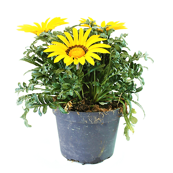Gazania Flowering Plants - www.FOP.ae Buy online Best and Healthy Plants and quality products guarantee in Dubai Plants Shop in Dubai Abu Dhabi all over UAE Plants near me Fresh Plants in Dubai where to buy plants in UAE - FOP.ae