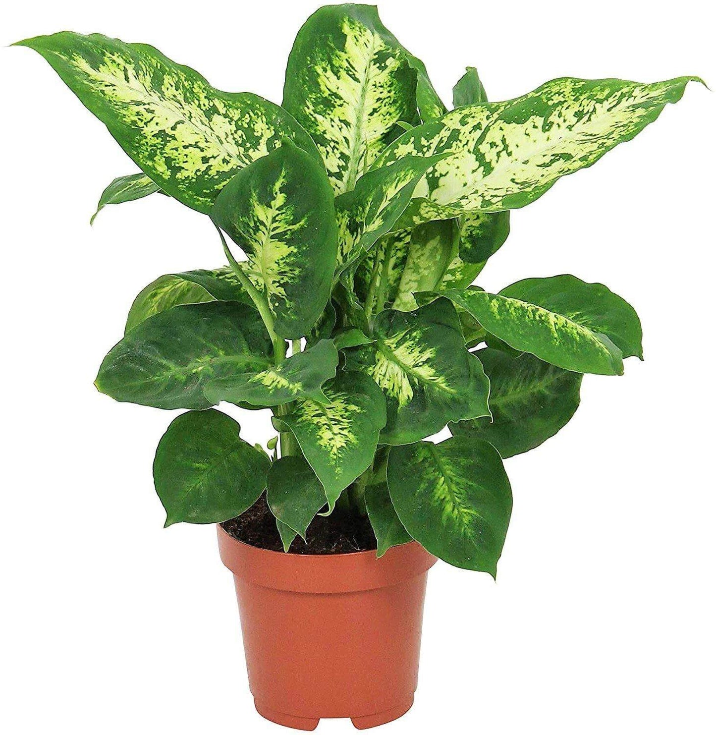 Dieffenbachia, Compacta, Dumb Cane, Leopard Lilly - www.FOP.ae Buy online Best and Healthy Plants and quality products guarantee in Dubai Plants Shop in Dubai Abu Dhabi all over UAE Plants near me Fresh Plants in Dubai where to buy plants in UAE - FOP.ae