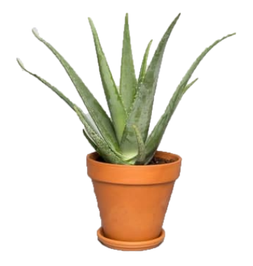 Aloe Vera, Medicina Aloe, Indoor - www.FOP.ae Buy online Best and Healthy Plants and quality products guarantee in Dubai Plants Shop in Dubai Abu Dhabi all over UAE Plants near me Fresh Plants in Dubai where to buy plants in UAE - FOP.ae