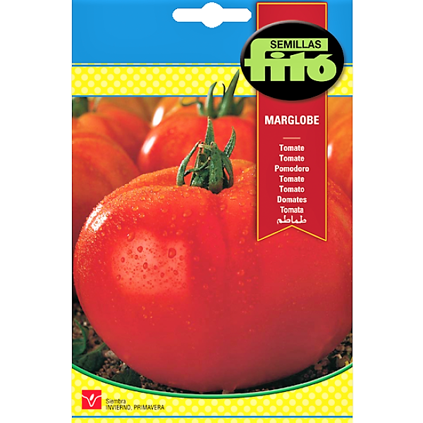 Tomato Marglobe Seeds - www.FOP.ae Buy online Best and Healthy Plants and quality products guarantee in Dubai Plants Shop in Dubai Abu Dhabi all over UAE Plants near me Fresh Plants in Dubai where to buy plants in UAE - FOP.ae