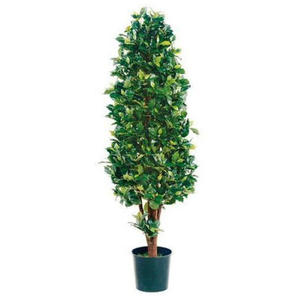 Ficus Diversifolia Cone Shape - www.FOP.ae Buy online Best and Healthy Plants and quality products guarantee in Dubai Plants Shop in Dubai Abu Dhabi all over UAE Plants near me Fresh Plants in Dubai where to buy plants in UAE - FOP.ae