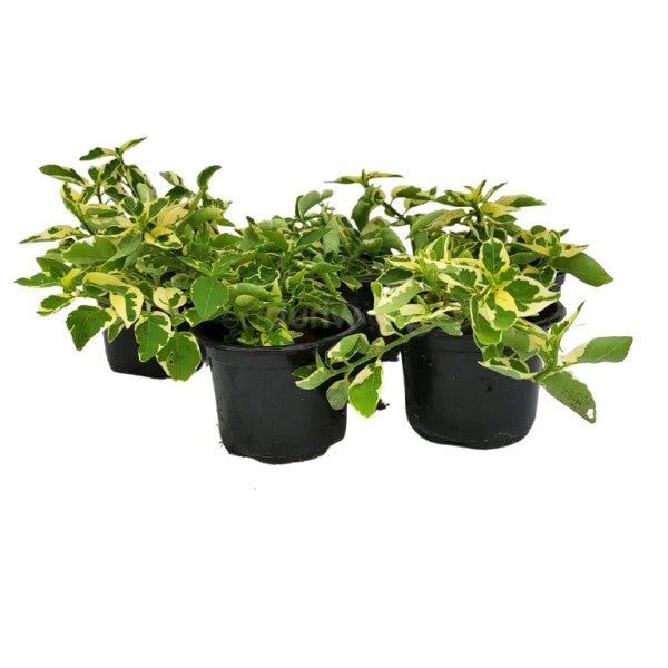 Asystasia Gangetica, Chinese Violet - www.FOP.ae Buy online Best and Healthy Plants and quality products guarantee in Dubai Plants Shop in Dubai Abu Dhabi all over UAE Plants near me Fresh Plants in Dubai where to buy plants in UAE - FOP.ae