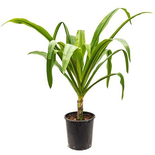 Crinum asiaticum, Spider lily or Seashore lily - www.FOP.ae Buy online Best and Healthy Plants and quality products guarantee in Dubai Plants Shop in Dubai Abu Dhabi all over UAE Plants near me Fresh Plants in Dubai where to buy plants in UAE - FOP.ae