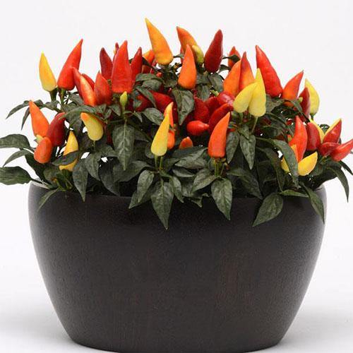 Ornamental Pepper Plant - www.FOP.ae Buy online Best and Healthy Plants and quality products guarantee in Dubai Plants Shop in Dubai Abu Dhabi all over UAE Plants near me Fresh Plants in Dubai where to buy plants in UAE - FOP.ae