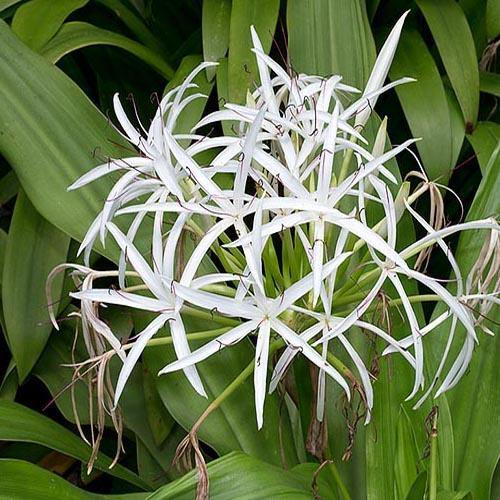 Crinum asiaticum, Spider lily or Seashore lily - www.FOP.ae Buy online Best and Healthy Plants and quality products guarantee in Dubai Plants Shop in Dubai Abu Dhabi all over UAE Plants near me Fresh Plants in Dubai where to buy plants in UAE - FOP.ae