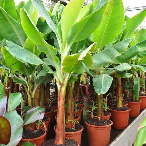 Musa paradisiaca, Banana Tree - www.FOP.ae Buy online Best and Healthy Plants and quality products guarantee in Dubai Plants Shop in Dubai Abu Dhabi all over UAE Plants near me Fresh Plants in Dubai where to buy plants in UAE - FOP.ae