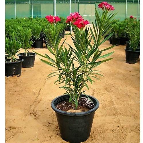 Nerium Oleander - www.FOP.ae Buy online Best and Healthy Plants and quality products guarantee in Dubai Plants Shop in Dubai Abu Dhabi all over UAE Plants near me Fresh Plants in Dubai where to buy plants in UAE - FOP.ae