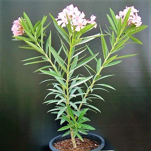 Nerium Oleander - www.FOP.ae Buy online Best and Healthy Plants and quality products guarantee in Dubai Plants Shop in Dubai Abu Dhabi all over UAE Plants near me Fresh Plants in Dubai where to buy plants in UAE - FOP.ae