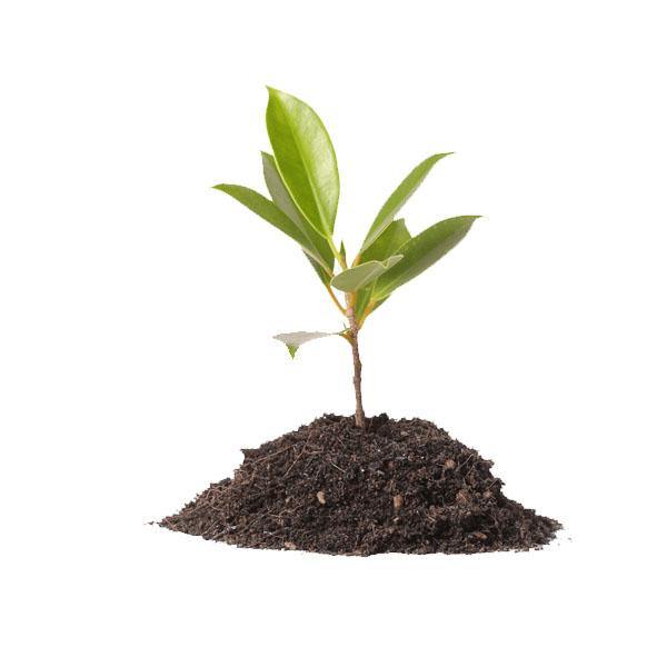 Vermicompost for Organic Farming - www.FOP.ae Buy online Best and Healthy Plants and quality products guarantee in Dubai Plants Shop in Dubai Abu Dhabi all over UAE Plants near me Fresh Plants in Dubai where to buy plants in UAE - FOP.ae