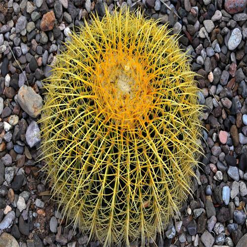 Echinocactus Grusonii, Golden Barrel Cactus, Ball Cactus - www.FOP.ae Buy online Best and Healthy Plants and quality products guarantee in Dubai Plants Shop in Dubai Abu Dhabi all over UAE Plants near me Fresh Plants in Dubai where to buy plants in UAE - FOP.ae