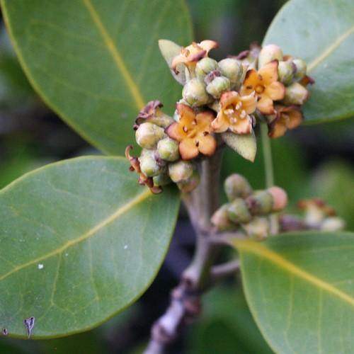 Avicennia Marina, Mangroves - www.FOP.ae Buy online Best and Healthy Plants and quality products guarantee in Dubai Plants Shop in Dubai Abu Dhabi all over UAE Plants near me Fresh Plants in Dubai where to buy plants in UAE - FOP.ae