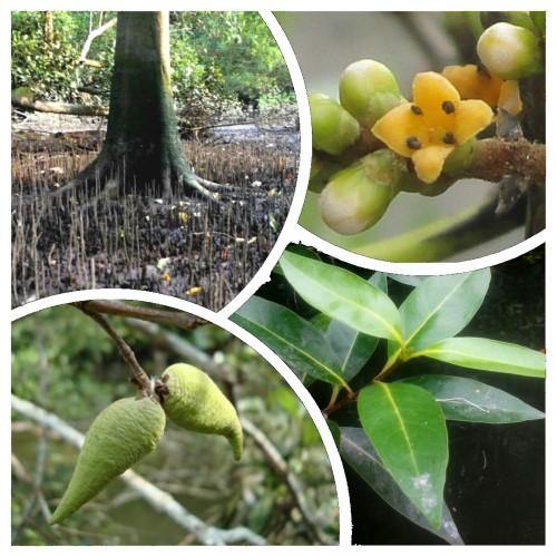 Avicennia Marina, Mangroves - www.FOP.ae Buy online Best and Healthy Plants and quality products guarantee in Dubai Plants Shop in Dubai Abu Dhabi all over UAE Plants near me Fresh Plants in Dubai where to buy plants in UAE - FOP.ae