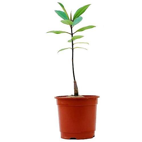Avicennia Marina, Mangroves - www.FOP.ae Buy online Best and Healthy Plants and quality products guarantee in Dubai Plants Shop in Dubai Abu Dhabi all over UAE Plants near me Fresh Plants in Dubai where to buy plants in UAE - FOP.ae