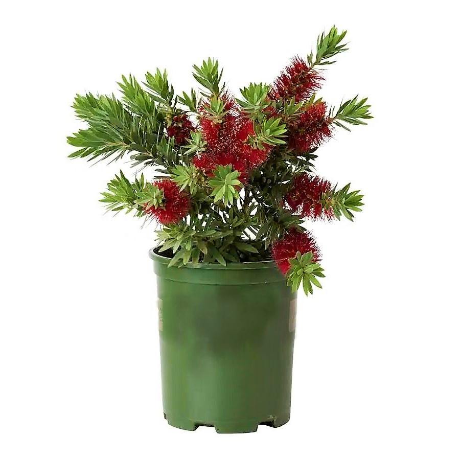 Callistemon Viminalis, Bottle Brush - www.FOP.ae Buy online Best and Healthy Plants and quality products guarantee in Dubai Plants Shop in Dubai Abu Dhabi all over UAE Plants near me Fresh Plants in Dubai where to buy plants in UAE - FOP.ae