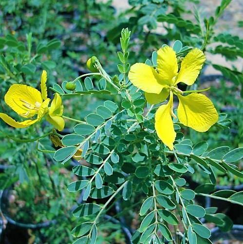 Cassia Bicapsularis, Butterfly bush - www.FOP.ae Buy online Best and Healthy Plants and quality products guarantee in Dubai Plants Shop in Dubai Abu Dhabi all over UAE Plants near me Fresh Plants in Dubai where to buy plants in UAE - FOP.ae