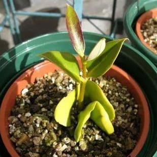 Avicennia Marina, Mangroves - www.FOP.ae Buy online Best and Healthy Plants and quality products guarantee in Dubai Plants Shop in Dubai Abu Dhabi all over UAE Plants near me Fresh Plants in Dubai where to buy plants in UAE - FOP.ae