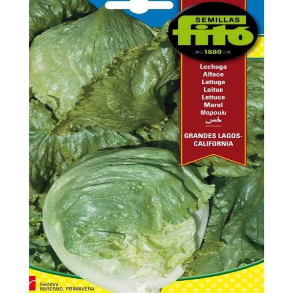 Lettuce Grandes Lagos California Seeds - www.FOP.ae Buy online Best and Healthy Plants and quality products guarantee in Dubai Plants Shop in Dubai Abu Dhabi all over UAE Plants near me Fresh Plants in Dubai where to buy plants in UAE - FOP.ae