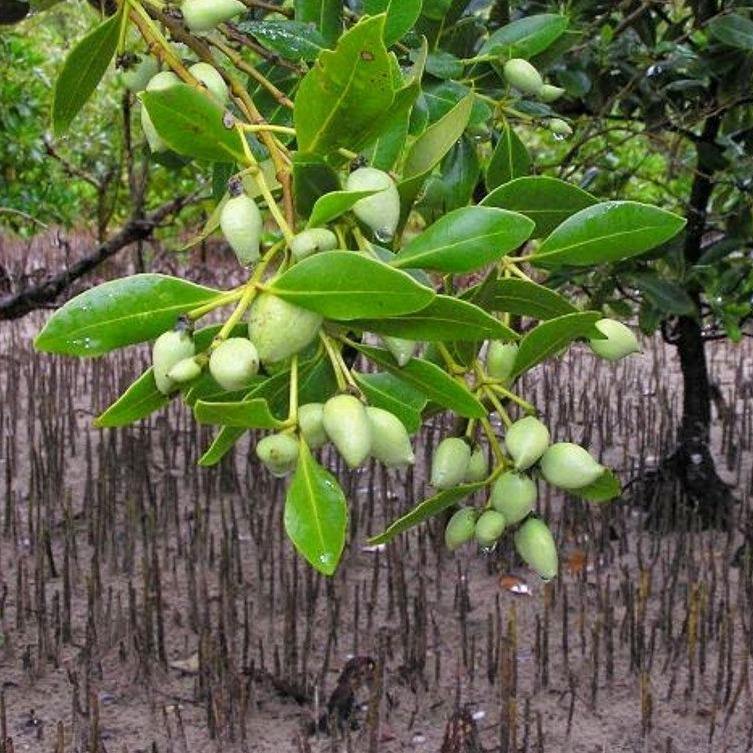 Avicennia Marina, Mangroves - www.FOP.ae Buy online Best and Healthy Plants and quality products guarantee in Dubai Plants Shop in Dubai Abu Dhabi all over UAE Plants near me Fresh Plants in Dubai where to buy plants in UAE - FOP.ae