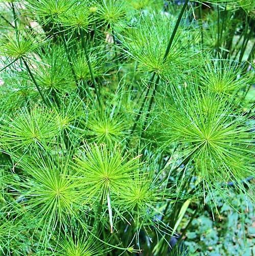 Cyperus Haspan, Dwarf Cyperus - www.FOP.ae Buy online Best and Healthy Plants and quality products guarantee in Dubai Plants Shop in Dubai Abu Dhabi all over UAE Plants near me Fresh Plants in Dubai where to buy plants in UAE - FOP.ae