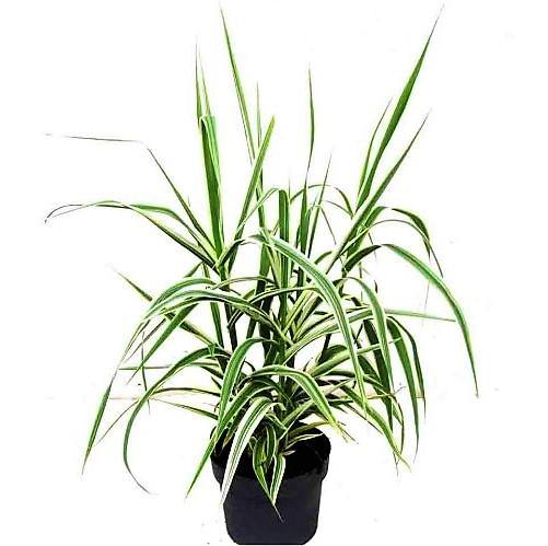 Arundo Donax, Giant Reed - www.FOP.ae Buy online Best and Healthy Plants and quality products guarantee in Dubai Plants Shop in Dubai Abu Dhabi all over UAE Plants near me Fresh Plants in Dubai where to buy plants in UAE - FOP.ae