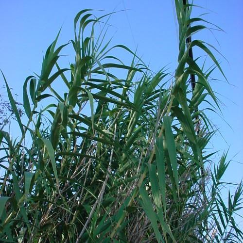 Arundo Donax, Giant Reed - www.FOP.ae Buy online Best and Healthy Plants and quality products guarantee in Dubai Plants Shop in Dubai Abu Dhabi all over UAE Plants near me Fresh Plants in Dubai where to buy plants in UAE - FOP.ae