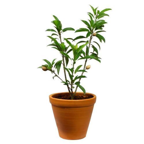 Chicko Tree, Manilkara Zapota - www.FOP.ae Buy online Best and Healthy Plants and quality products guarantee in Dubai Plants Shop in Dubai Abu Dhabi all over UAE Plants near me Fresh Plants in Dubai where to buy plants in UAE - FOP.ae