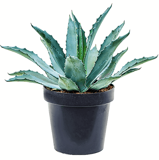 Agave americana , Century Plant - www.FOP.ae Buy online Best and Healthy Plants and quality products guarantee in Dubai Plants Shop in Dubai Abu Dhabi all over UAE Plants near me Fresh Plants in Dubai where to buy plants in UAE - FOP.ae