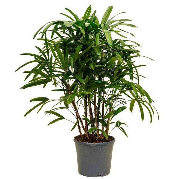 Lady Palm, Rhapis Excelsa, Miniature Fan Palm - www.FOP.ae Buy online Best and Healthy Plants and quality products guarantee in Dubai Plants Shop in Dubai Abu Dhabi all over UAE Plants near me Fresh Plants in Dubai where to buy plants in UAE - FOP.ae