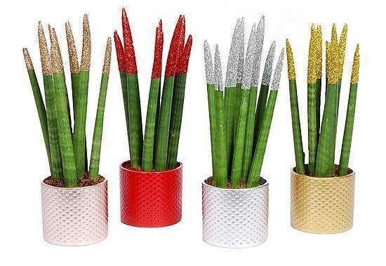 African spear , Sansevieria Cylindrica - www.FOP.ae Buy online Best and Healthy Plants and quality products guarantee in Dubai Plants Shop in Dubai Abu Dhabi all over UAE Plants near me Fresh Plants in Dubai where to buy plants in UAE - FOP.ae