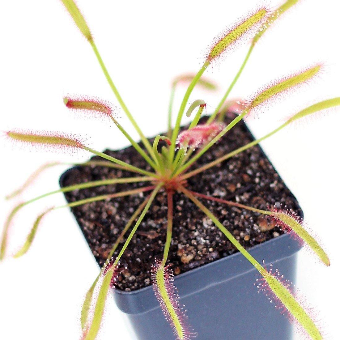 Drosera capensis or Cape Sundew - www.FOP.ae Buy online Best and Healthy Plants and quality products guarantee in Dubai Plants Shop in Dubai Abu Dhabi all over UAE Plants near me Fresh Plants in Dubai where to buy plants in UAE - FOP.ae
