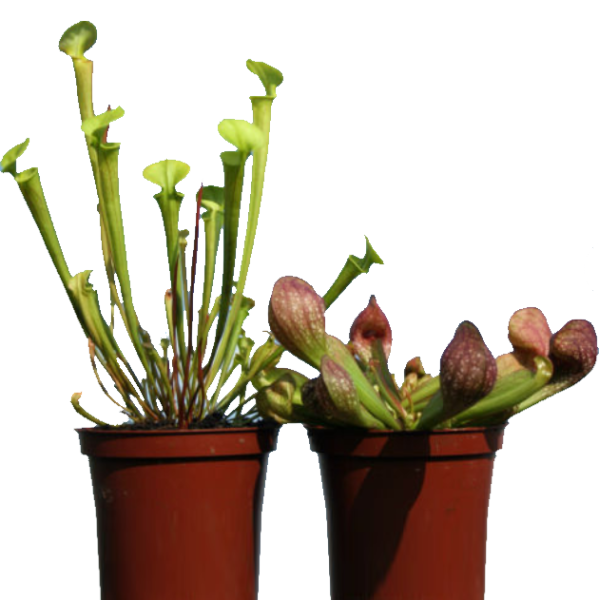 American Pitchers , Sarracenia - www.FOP.ae Buy online Best and Healthy Plants and quality products guarantee in Dubai Plants Shop in Dubai Abu Dhabi all over UAE Plants near me Fresh Plants in Dubai where to buy plants in UAE - FOP.ae