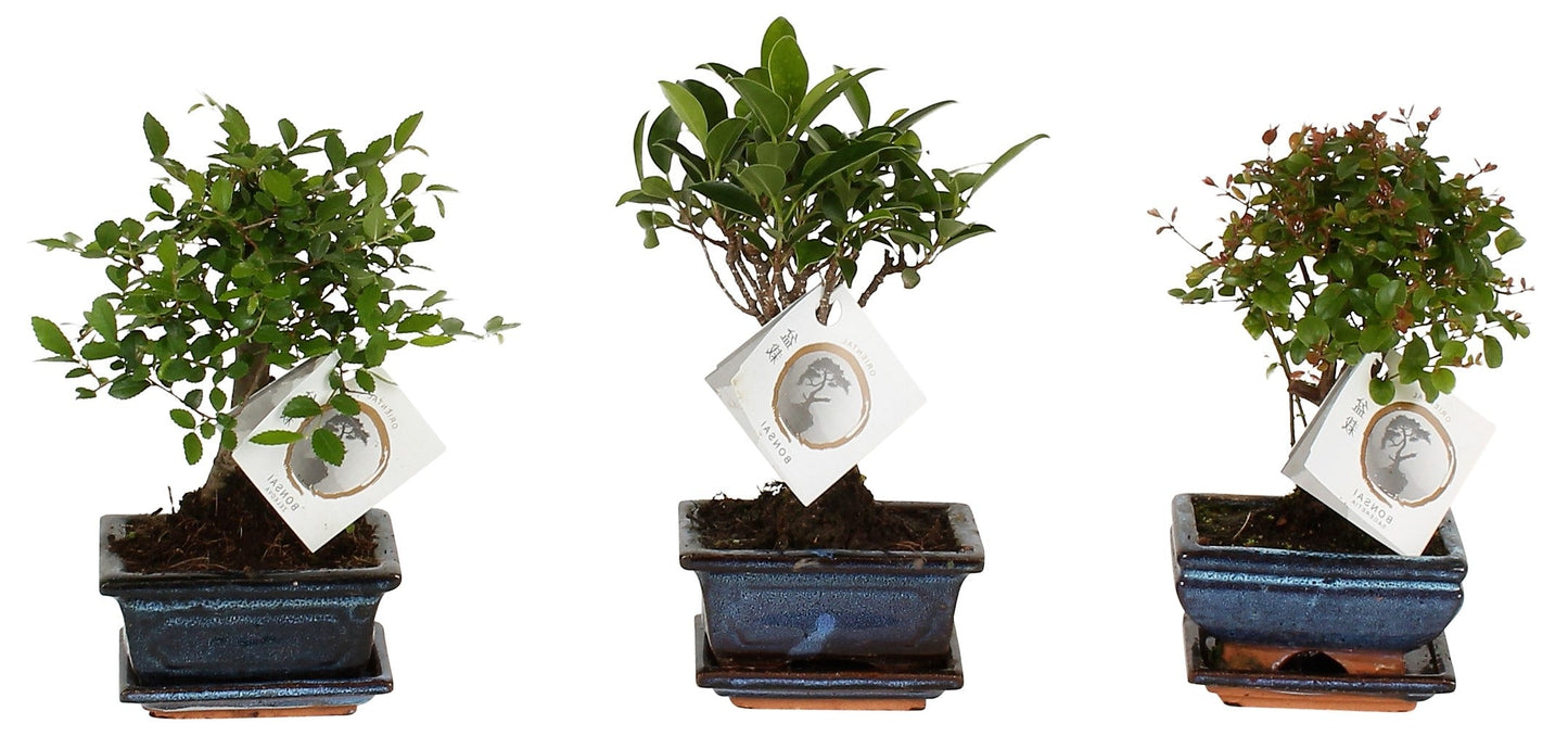 Mini Bonsai Mixed - www.FOP.ae Buy online Best and Healthy Plants and quality products guarantee in Dubai Plants Shop in Dubai Abu Dhabi all over UAE Plants near me Fresh Plants in Dubai where to buy plants in UAE - FOP.ae
