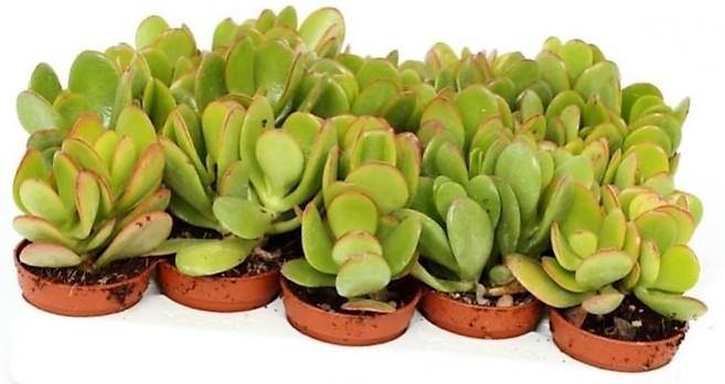 Crassula ovata Mini, Dollar Plant, Jade Plant - www.FOP.ae Buy online Best and Healthy Plants and quality products guarantee in Dubai Plants Shop in Dubai Abu Dhabi all over UAE Plants near me Fresh Plants in Dubai where to buy plants in UAE - FOP.ae