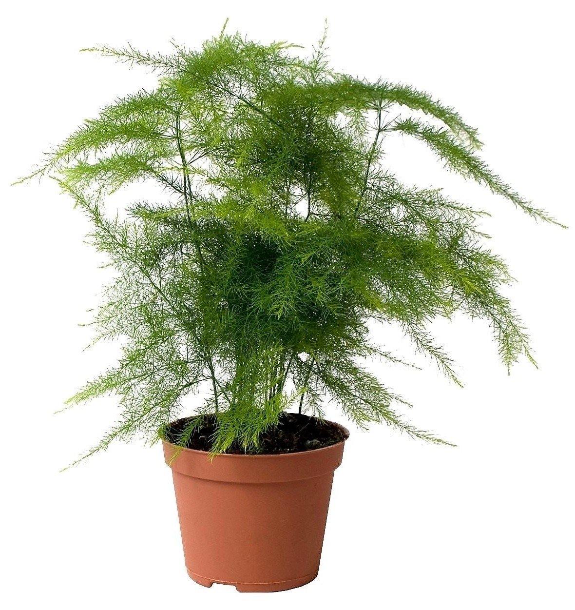 Asparagus Setaceus - www.FOP.ae Buy online Best and Healthy Plants and quality products guarantee in Dubai Plants Shop in Dubai Abu Dhabi all over UAE Plants near me Fresh Plants in Dubai where to buy plants in UAE - FOP.ae