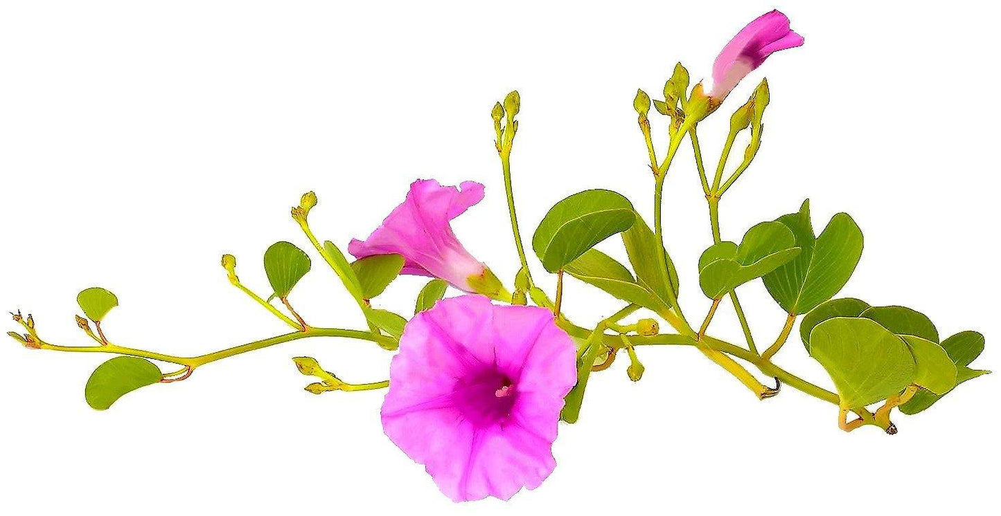 Ipomoea Pes-Caprae, Railroad Vine or Railway Creeper - www.FOP.ae Buy online Best and Healthy Plants and quality products guarantee in Dubai Plants Shop in Dubai Abu Dhabi all over UAE Plants near me Fresh Plants in Dubai where to buy plants in UAE - FOP.ae