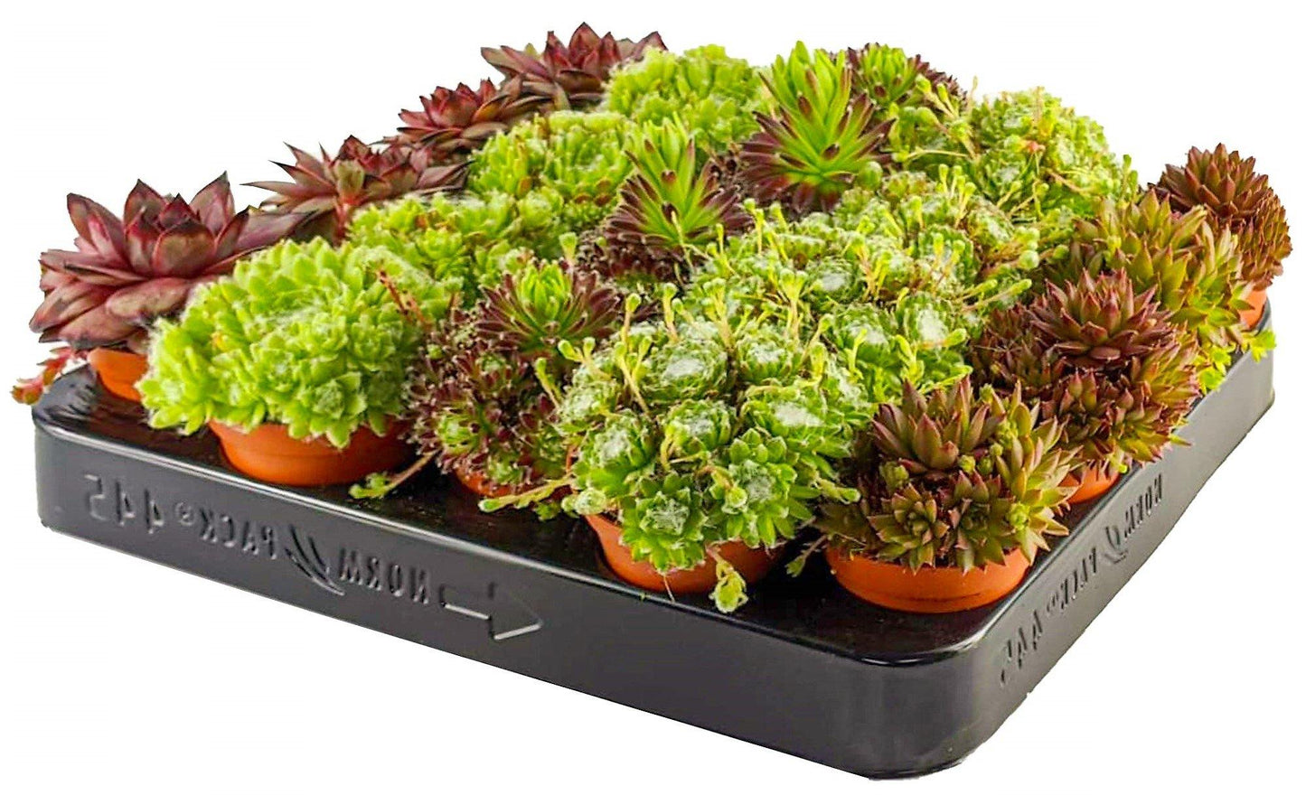 Hens & Chicks, Sempervivum, Houseleeks Mixed - www.FOP.ae Buy online Best and Healthy Plants and quality products guarantee in Dubai Plants Shop in Dubai Abu Dhabi all over UAE Plants near me Fresh Plants in Dubai where to buy plants in UAE - FOP.ae