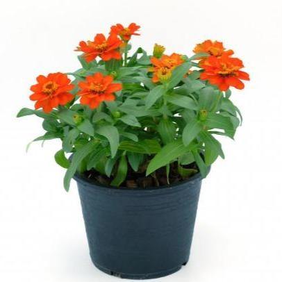 Zinnia Flowers, Zinnia (small) - www.FOP.ae Buy online Best and Healthy Plants and quality products guarantee in Dubai Plants Shop in Dubai Abu Dhabi all over UAE Plants near me Fresh Plants in Dubai where to buy plants in UAE - FOP.ae