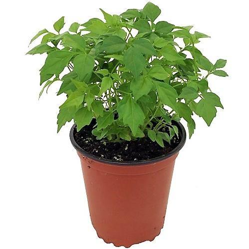 China Doll Plant - www.FOP.ae Buy online Best and Healthy Plants and quality products guarantee in Dubai Plants Shop in Dubai Abu Dhabi all over UAE Plants near me Fresh Plants in Dubai where to buy plants in UAE - FOP.ae