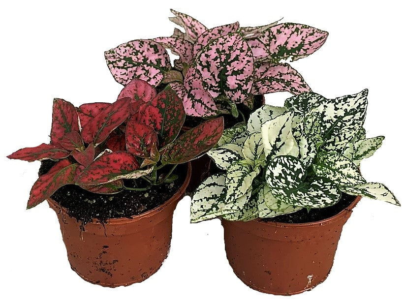 Polka Dot Plant, Hypoestes Phyllostachya Outdoor - www.FOP.ae Buy online Best and Healthy Plants and quality products guarantee in Dubai Plants Shop in Dubai Abu Dhabi all over UAE Plants near me Fresh Plants in Dubai where to buy plants in UAE - FOP.ae