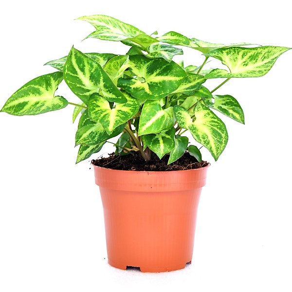 Syngonium Philodendron Arrowhead - www.FOP.ae Buy online Best and Healthy Plants and quality products guarantee in Dubai Plants Shop in Dubai Abu Dhabi all over UAE Plants near me Fresh Plants in Dubai where to buy plants in UAE - FOP.ae