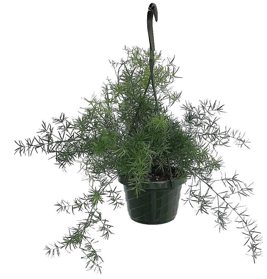 Asparagus Hanging - www.FOP.ae Buy online Best and Healthy Plants and quality products guarantee in Dubai Plants Shop in Dubai Abu Dhabi all over UAE Plants near me Fresh Plants in Dubai where to buy plants in UAE - FOP.ae