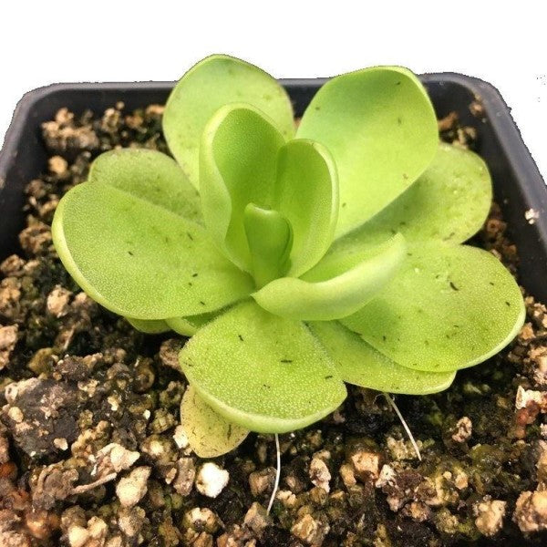 Butterworts , Sarracenia pinguicula - www.FOP.ae Buy online Best and Healthy Plants and quality products guarantee in Dubai Plants Shop in Dubai Abu Dhabi all over UAE Plants near me Fresh Plants in Dubai where to buy plants in UAE - FOP.ae