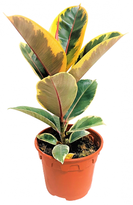 Ficus Elastic Tineke - www.FOP.ae Buy online Best and Healthy Plants and quality products guarantee in Dubai Plants Shop in Dubai Abu Dhabi all over UAE Plants near me Fresh Plants in Dubai where to buy plants in UAE - FOP.ae