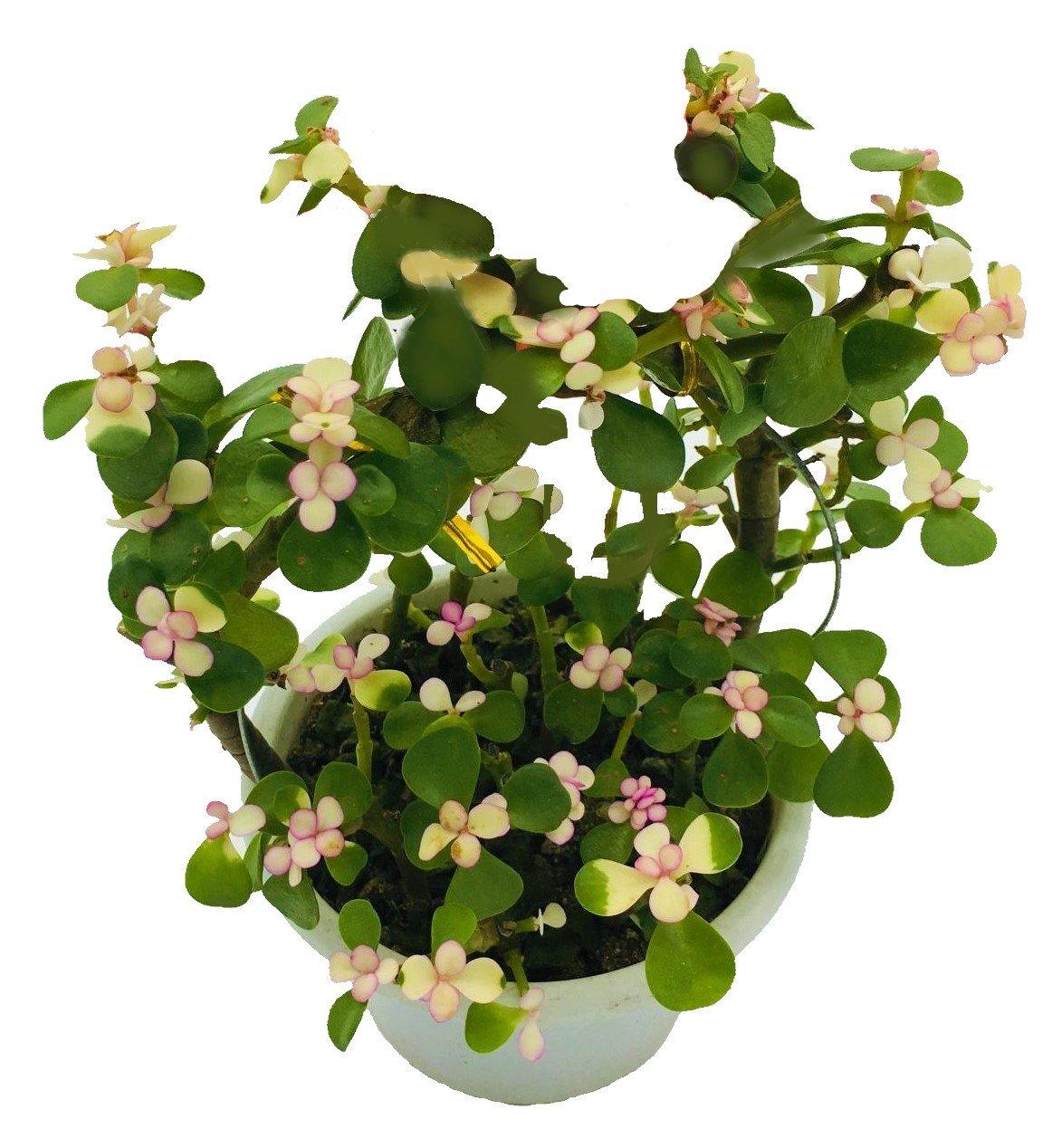 Elephant Bush, Portulacaria - www.FOP.ae Buy online Best and Healthy Plants and quality products guarantee in Dubai Plants Shop in Dubai Abu Dhabi all over UAE Plants near me Fresh Plants in Dubai where to buy plants in UAE - FOP.ae