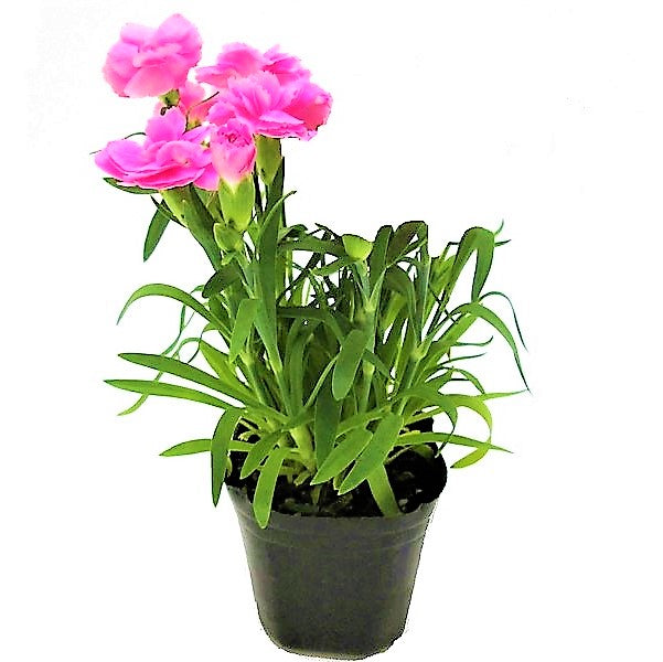 Dianthus Caryophyllus, Carnation (small) - www.FOP.ae Buy online Best and Healthy Plants and quality products guarantee in Dubai Plants Shop in Dubai Abu Dhabi all over UAE Plants near me Fresh Plants in Dubai where to buy plants in UAE - FOP.ae