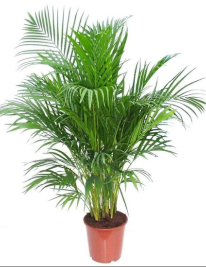 Areca Palm , Chrysalidocarpus lutescens (Indoor) - www.FOP.ae Buy online Best and Healthy Plants and quality products guarantee in Dubai Plants Shop in Dubai Abu Dhabi all over UAE Plants near me Fresh Plants in Dubai where to buy plants in UAE - FOP.ae