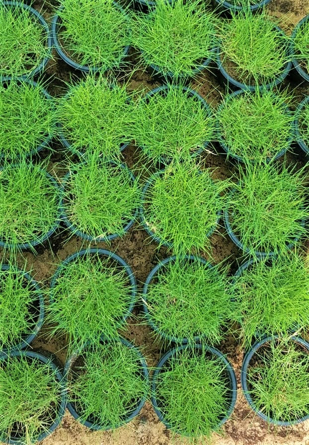 Zoysia Japonica, Korean Lawn Grass - www.FOP.ae Buy online Best and Healthy Plants and quality products guarantee in Dubai Plants Shop in Dubai Abu Dhabi all over UAE Plants near me Fresh Plants in Dubai where to buy plants in UAE - FOP.ae